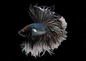 华体会官网下载